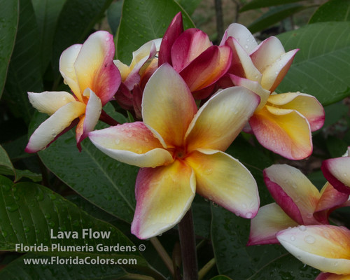 Lava Flow Plumeria Lava Flow Plumeria