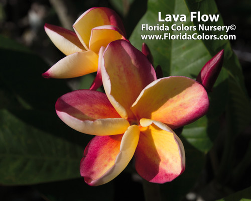 Lava Flow Plumeria Lava Flow Plumeria