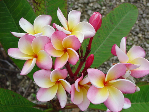 Marion B Plumeria Marion B Plumeria