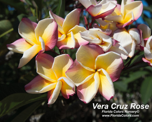 Vera Cruz Rose Plumeria Vera Cruz Rose Plumeria