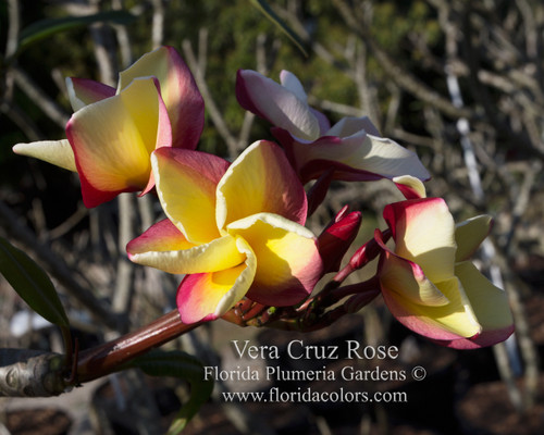 Vera Cruz Rose Plumeria Vera Cruz Rose Plumeria