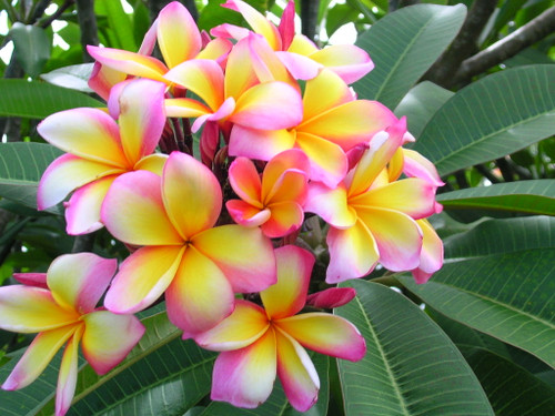 Aussie Confetti Plumeria Aussie Confetti Plumeria