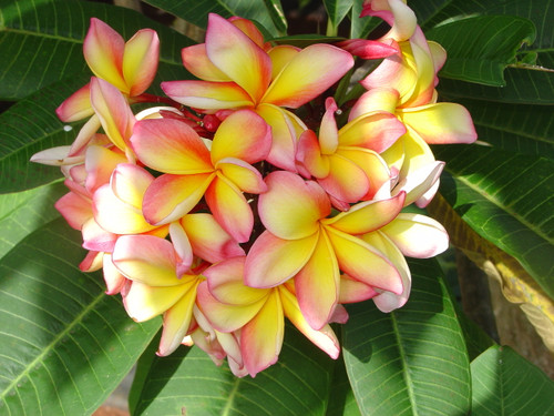 Col's Cooktown Sunset Plumeria Plumeria by Florida