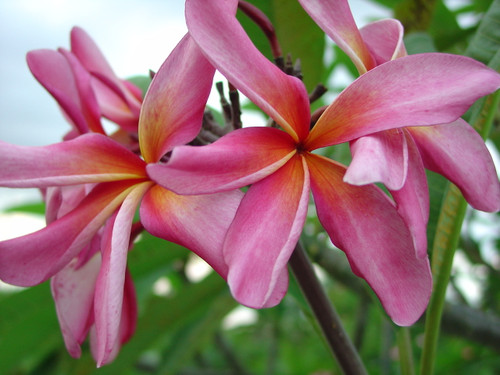 California Sally Plumeria California Sally Plumeria