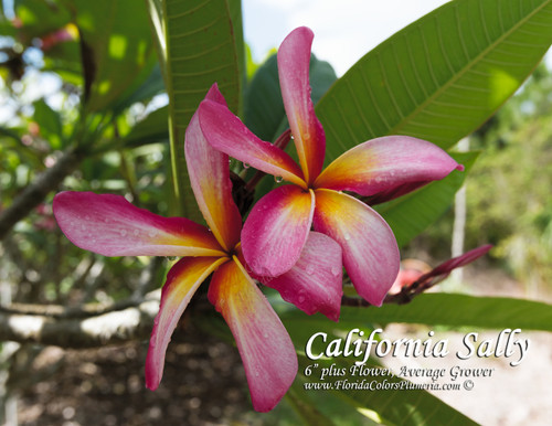 California Sally Plumeria California Sally Plumeria