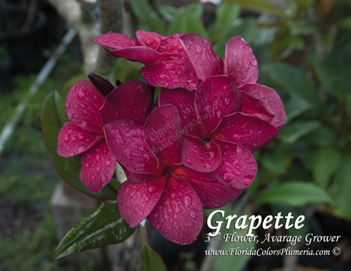 Grapette Plumeria Grapette Plumeria