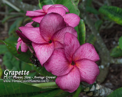 Grapette Plumeria Grapette Plumeria