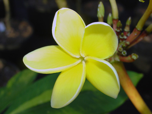 Inca Gold Plumeria Inca Gold Plumeria