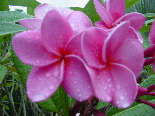 Islamorada Plumeria Islamorada Plumeria