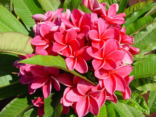 Kimi Moragne Plumeria Kimi Moragne Plumeria