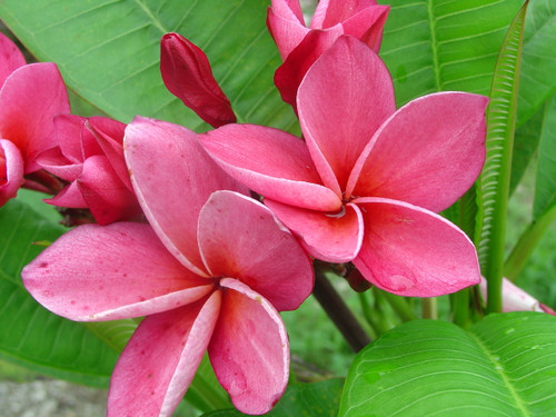 Kimi Moragne Plumeria Kimi Moragne Plumeria