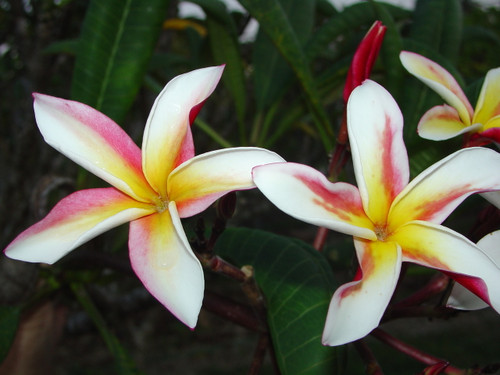 Madame Poni Plumeria Madame Poni Plumeria