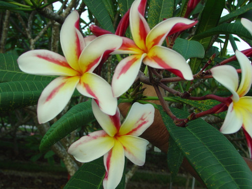 Madame Poni Plumeria Madame Poni Plumeria