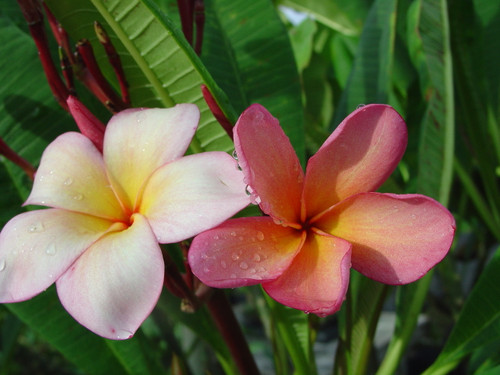 Orange Punch Plumeria Orange Punch Plumeria