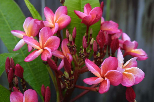 Bill Moragne Plumeria Bill Moragne Plumeria