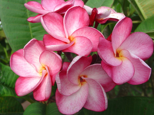 Christina B Plumeria Christina B Plumeria