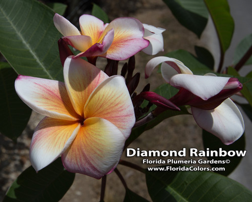 Sherbet Town aka Diamond Rainbow Plumeria Sherbet Town aka Diamond Rainbow Plumeria