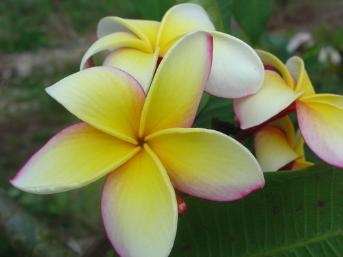 Gladys O'Neal Plumeria Gladys O'Neal Plumeria