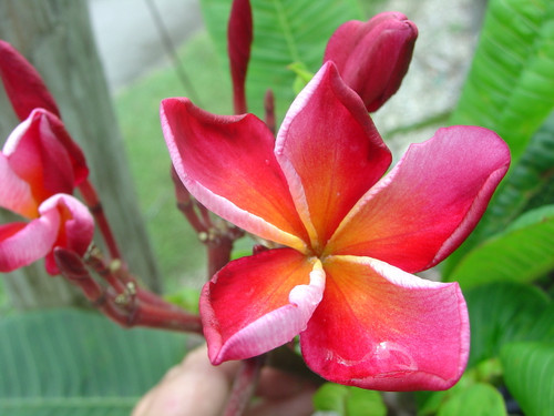 Honey Queen Plumeria Honey Queen Plumeria