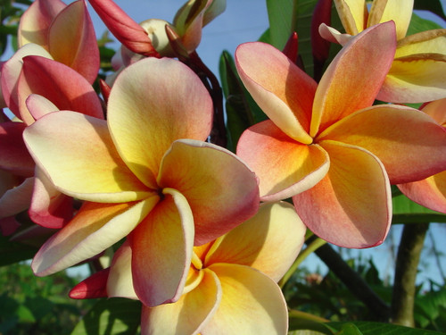 India Plumeria India Plumeria