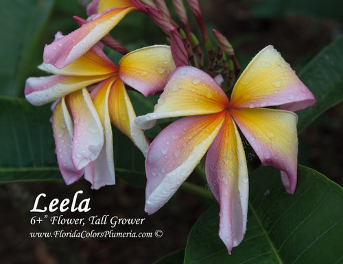 Leela - Rainbow Starburst Plumeria Leela - Rainbow Starburst Plumeria