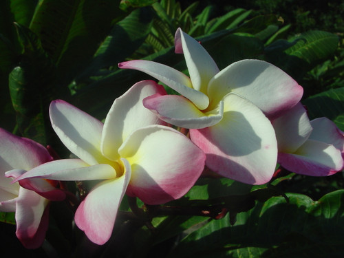 Mary Helen Eggenberger Plumeria Mary Helen Eggenberger Plumeria