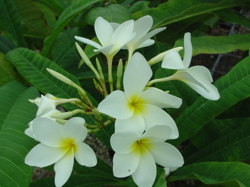 San Germain Plumeria San Germain Plumeria