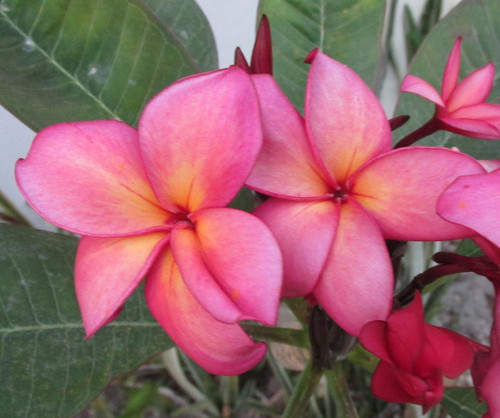 Lake's Passion Plumeria Lake's Passion Plumeria
