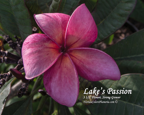 Lake's Passion Plumeria Lake's Passion Plumeria