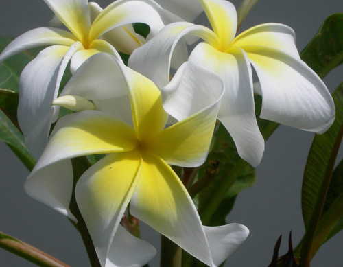 Ammaron's Curly White Plumeria Ammaron's Curly White Plumeria