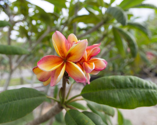 Cindy Schmidt Plumeria Cindy Schmidt Plumeria
