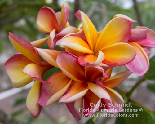 Cindy Schmidt Plumeria Cindy Schmidt Plumeria