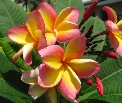 Col's Cooktown Sunset Plumeria Col's Cooktown Sunset Plumeria
