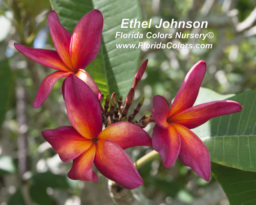 Ethel Johnson Plumeria Ethel Johnson Plumeria