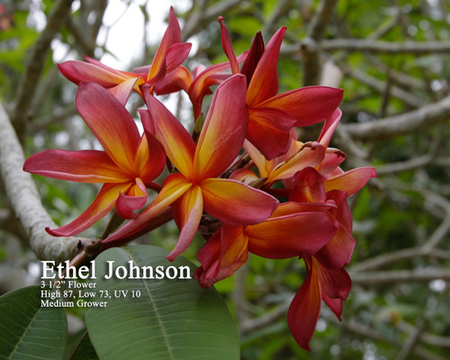 Ethel Johnson Plumeria Ethel Johnson Plumeria