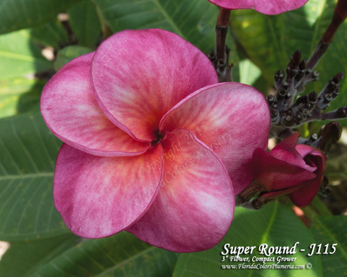 Super Round JJ aka J115, Sangwan Tabtim Plumeria Super Round JJ aka J115, Sangwan Tabtim Plumeria