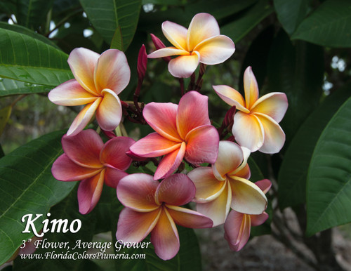 Kimo Plumeria Kimo Plumeria