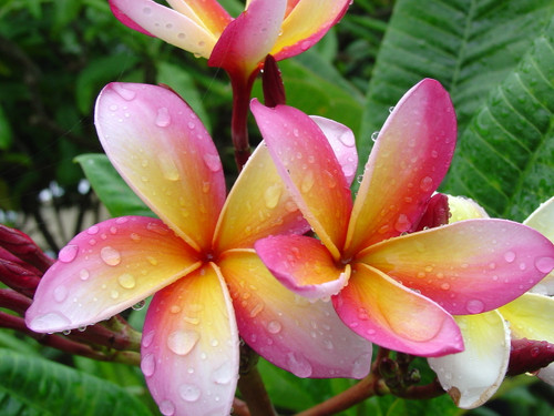 Mango Magic Plumeria Mango Magic Plumeria