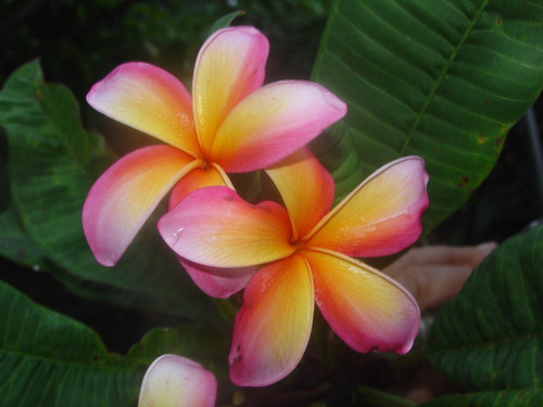 Mango Magic Plumeria Mango Magic Plumeria