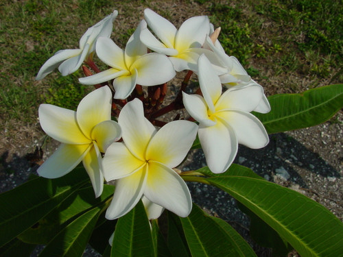 Moragne 27 Plumeria Moragne 27 Plumeria