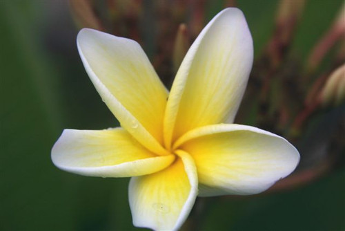 Moragne 27 Plumeria Moragne 27 Plumeria