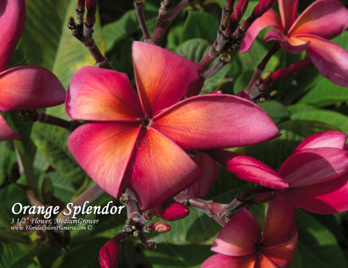 Orange Splendor Plumeria Orange Splendor Plumeria