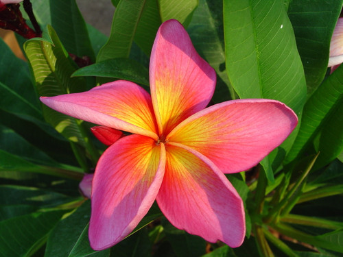 Pretty Princess Plumeria Pretty Princess Plumeria