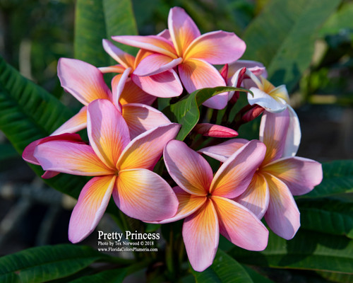 Pretty Princess Plumeria Pretty Princess Plumeria