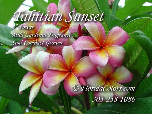 Tahitian Sunset Plumeria Tahitian Sunset Plumeria