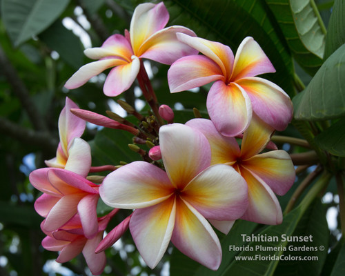 Tahitian Sunset Plumeria Tahitian Sunset Plumeria