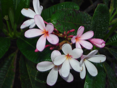 Dwarf Singapore Pink Plumeria Dwarf Singapore Pink Plumeria