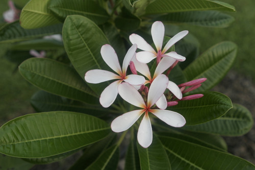 Dwarf Singapore Pink Plumeria Dwarf Singapore Pink Plumeria