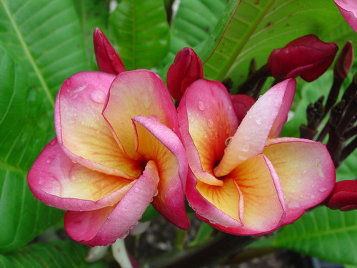 Jack's Cup aka JJ Hurricane Sunrise Plumeria Jack's Cup aka JJ Hurricane Sunrise Plumeria