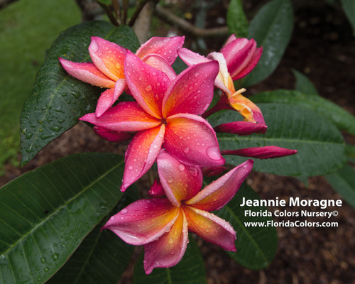 Jeannie Moragne aka Jean Moragne Jr. Plumeria Jeannie Moragne aka Jean Moragne Jr. Plumeria